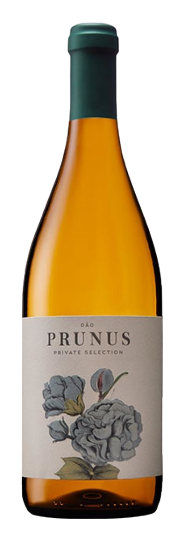 Prunus - Doa DOC White